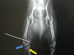 小型犬の膝蓋骨内方脱臼症の基本的な外科治療